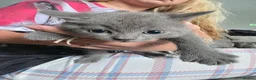British Shorthair cats for sale: BSH cross kittens pure grey ready now - Advert 5