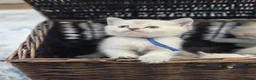 British Shorthair cats for sale: Beautiful White British Shorthair adorable Kittens - Advert 11