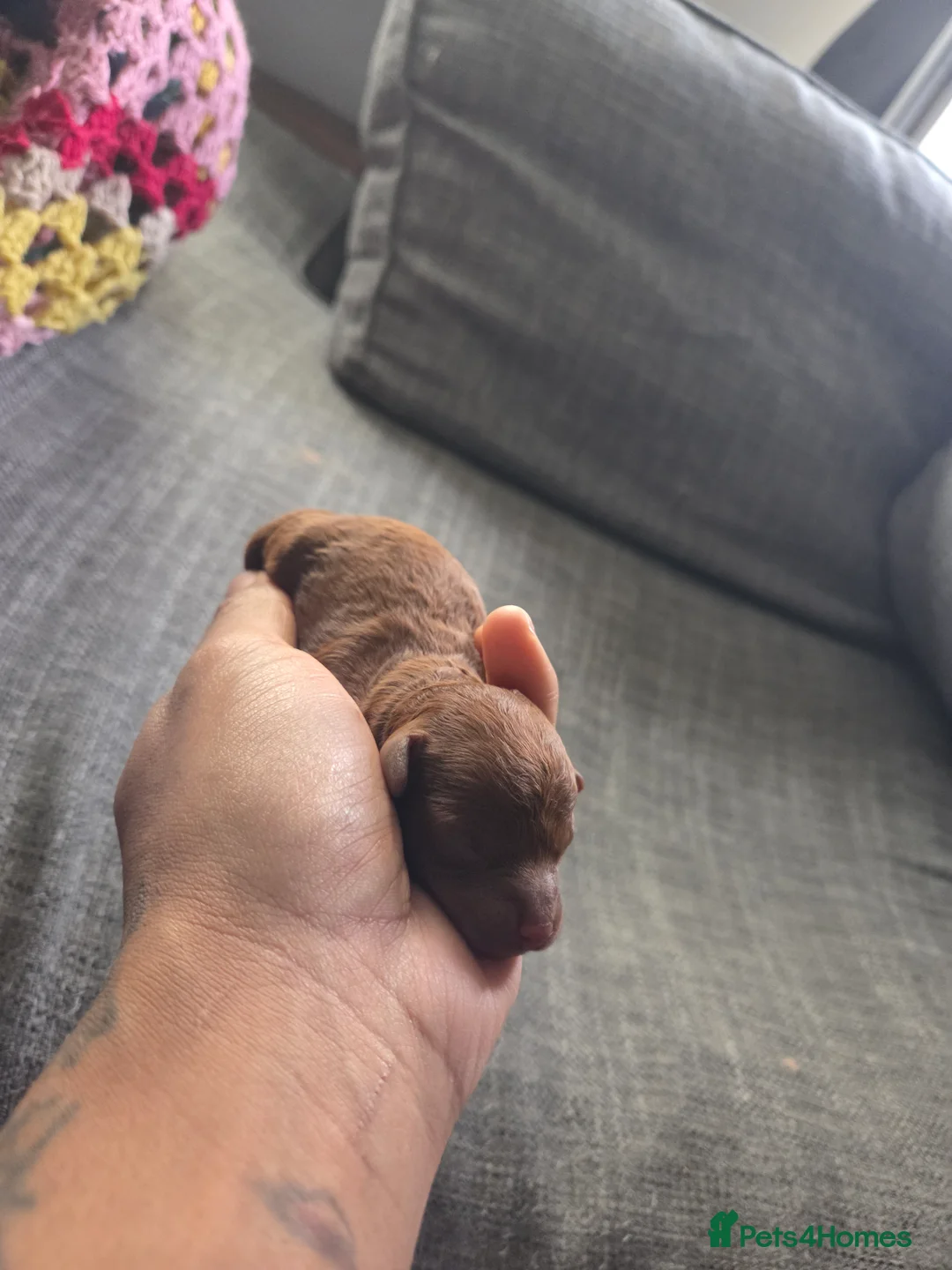 Cavapoo dogs for sale: 5x Asian Toy Poodle X Cavapoo Puppies  - Advert 24