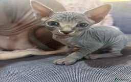 Sphynx cats for sale: Beautiful lot of Sphynx kittens from family pets - Image 8