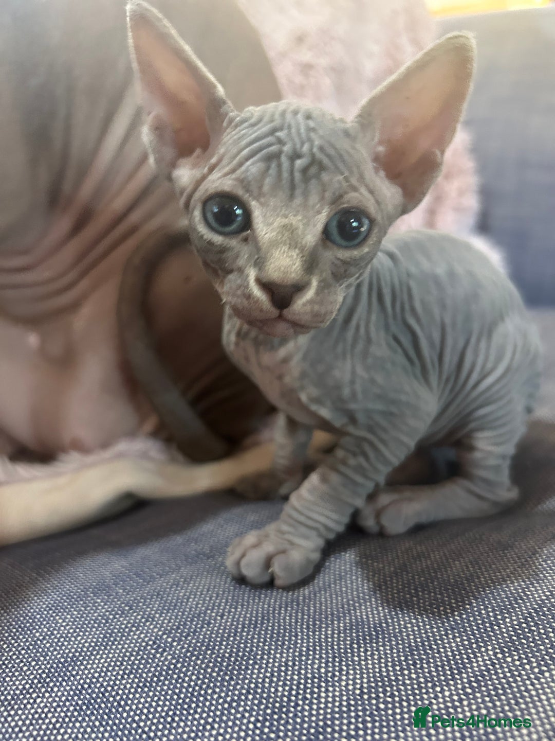 Sphynx cats for sale: Beautiful lot of Sphynx kittens from family pets - Image 8