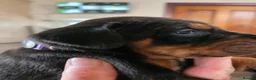 Dobermann dogs for sale: Just 3 puppies still available for reservation.  - Advert 4