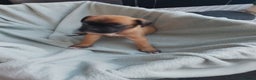 Boxer dogs for sale: Boxer Puppies  - Advert 12