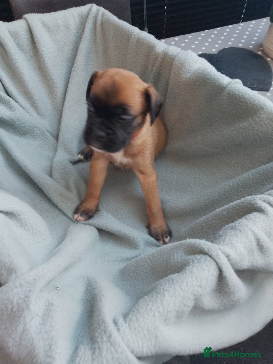 Boxer dogs for sale: Boxer Puppies  - Advert 12