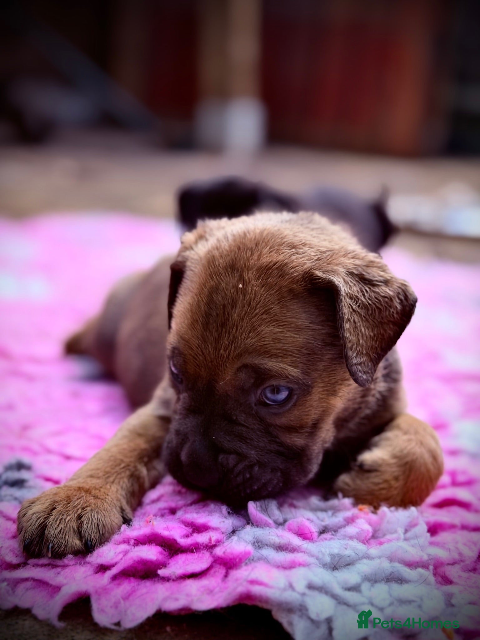 Cane Corso dogs 🐾 Balestra Magica Corso – Litter “K” 🐾 - Advert 2