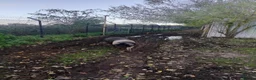 Pig livestock for sale: Saddleback pigs - Advert 3