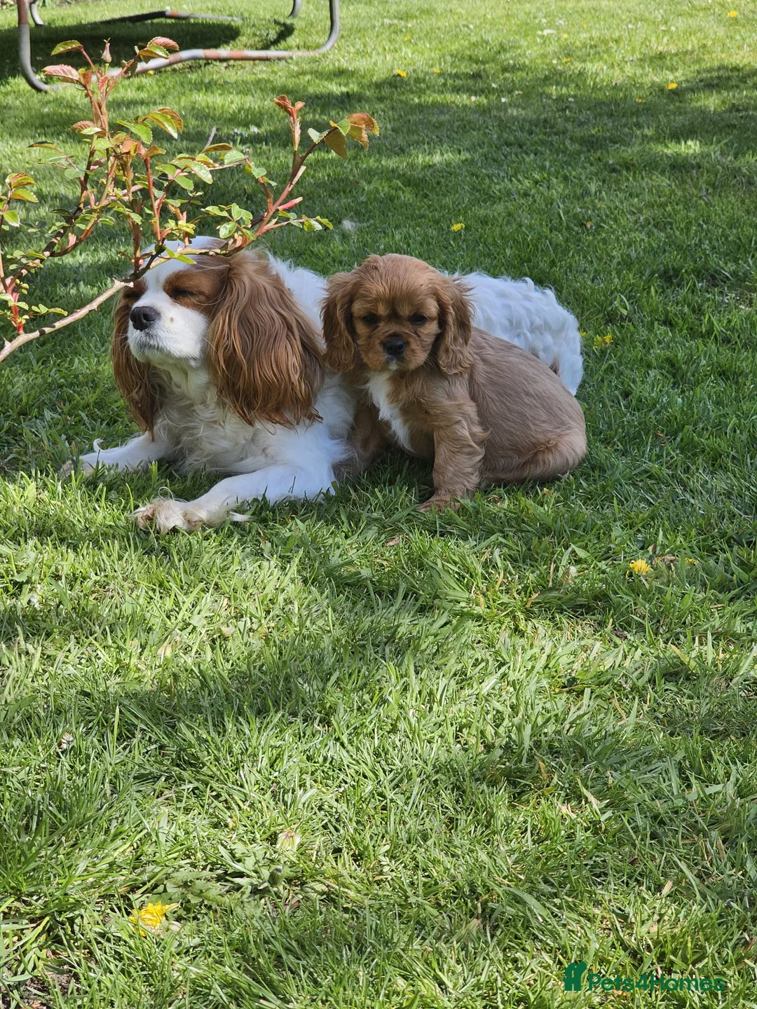Cavalier King Charles Spaniel dogs for sale: Pups Cavalier King Charles Spaniel Ready for home! in Fivemiletown - Advert 6