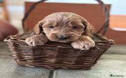 Cockapoo dogs for sale: Gorgeous Cockerpoo Puppies - Image 3
