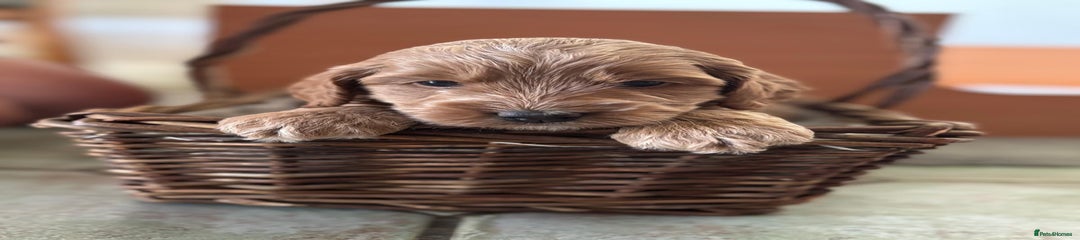 Cockapoo Puppy 1