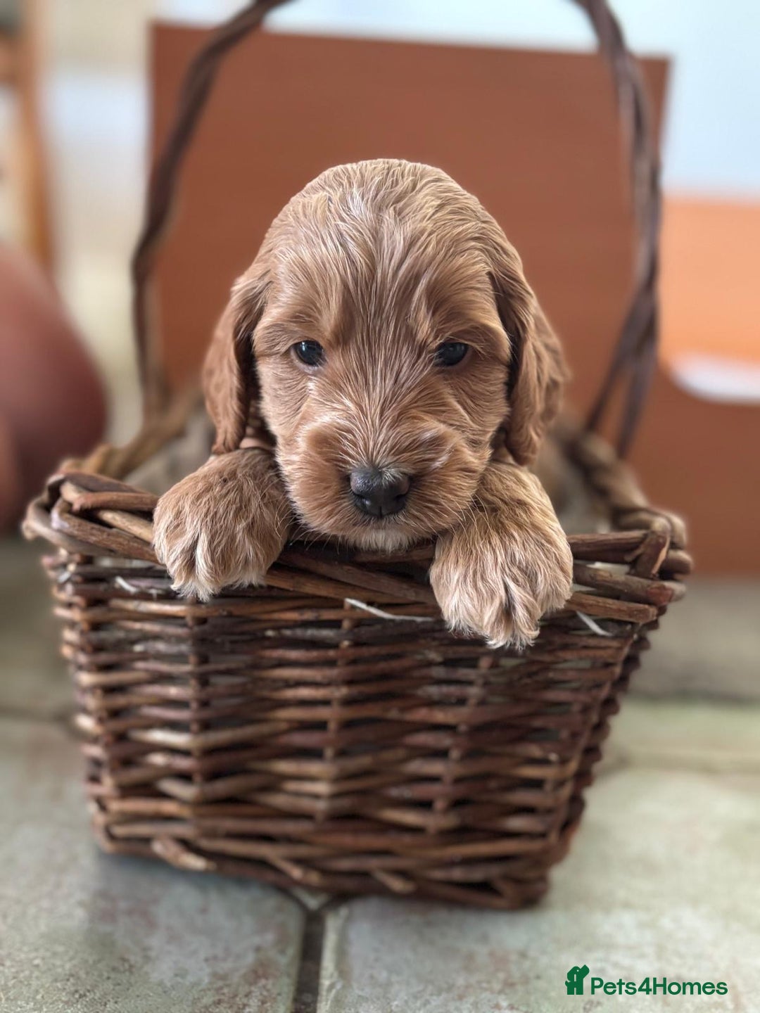 Cockapoo dogs for sale: Gorgeous Cockerpoo Puppies - Image 3