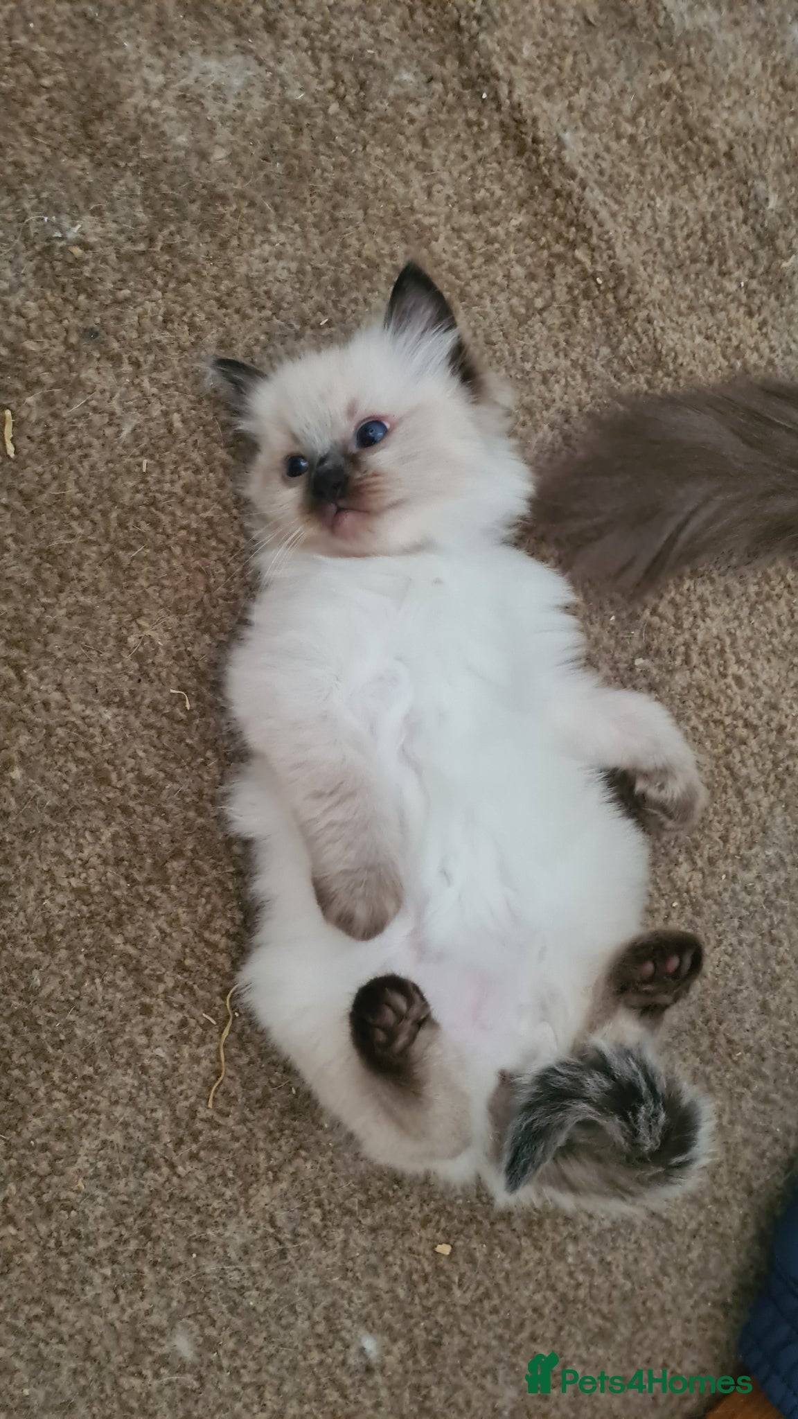 Ragdoll cats 3 beautiful pure ragdoll kittens for sale - Advert 8