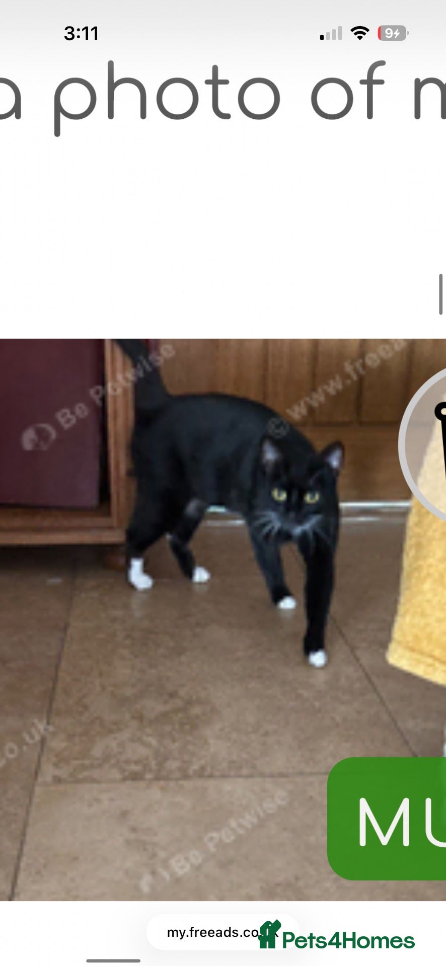 Mixed Breed cats 4 brand new beautiful kittens 8 weeks old - Advert 3