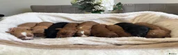 Cavapoo dogs for sale: F1 Cavapoo puppies health test clear - Advert 8