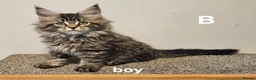 Maine Coon cats for sale: Large Maine Coon kittens regd European bloodline - Advert 2