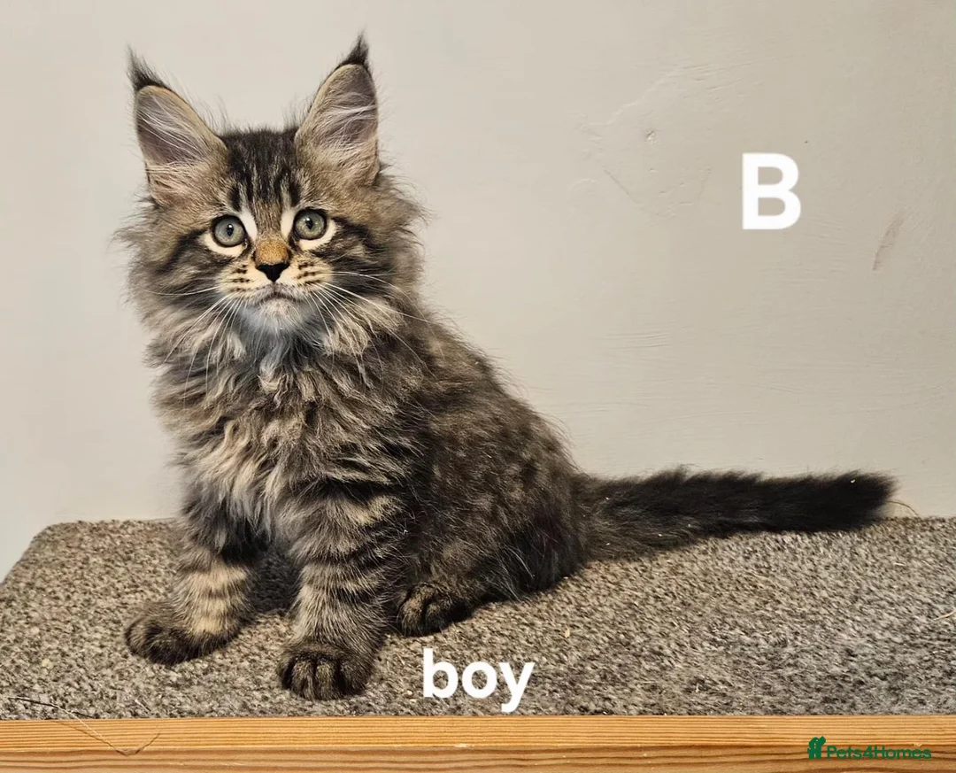 Maine Coon cats for sale: Large Maine Coon kittens regd European bloodline - Advert 2
