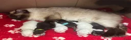 Perdoll cats for sale: Absolutely beautiful Perdoll Kittens  - Advert 20