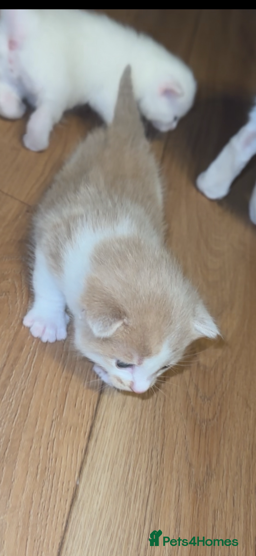Turkish Angora cats for sale: Rare coloured kittens 🐱 😍 - Advert 3