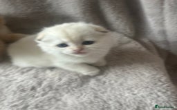 Scottish Fold cats for sale: Beautiful Gold Chinchilla babies  - Advert 19