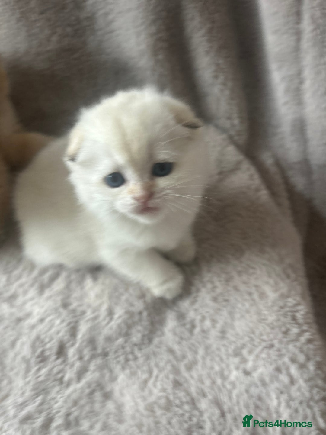 Scottish Fold cats for sale: Beautiful Gold Chinchilla babies  - Advert 19