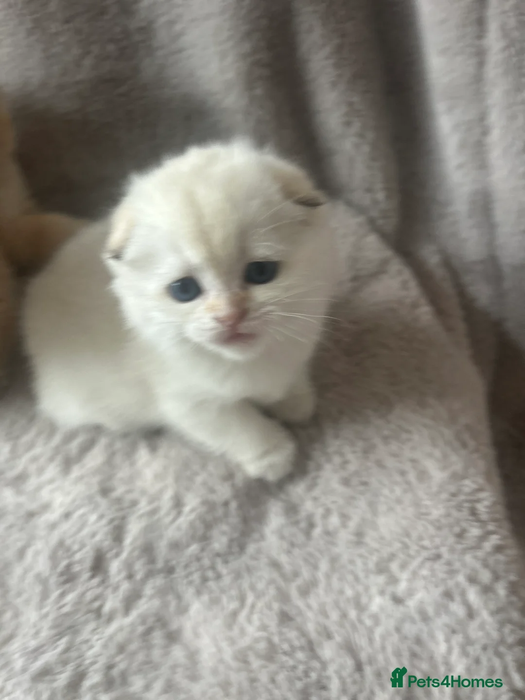 Scottish Fold cats for sale: Beautiful Gold Chinchilla babies  - Advert 21