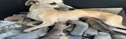 Whippet dogs for sale: Two male and one female Beautiful pure bred pups  - Advert 4