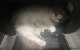 Ragdoll cats for sale: Blue Bicolour Ragdoll Queen - Image 4