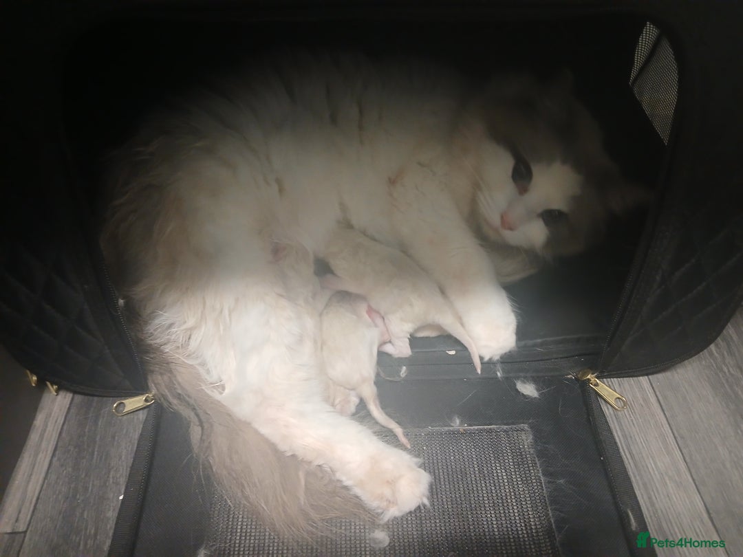 Ragdoll cats for sale: Blue Bicolour Ragdoll Queen - Image 4