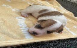 Mixed Breed dogs for sale: Jack chi puppies  - Image 5