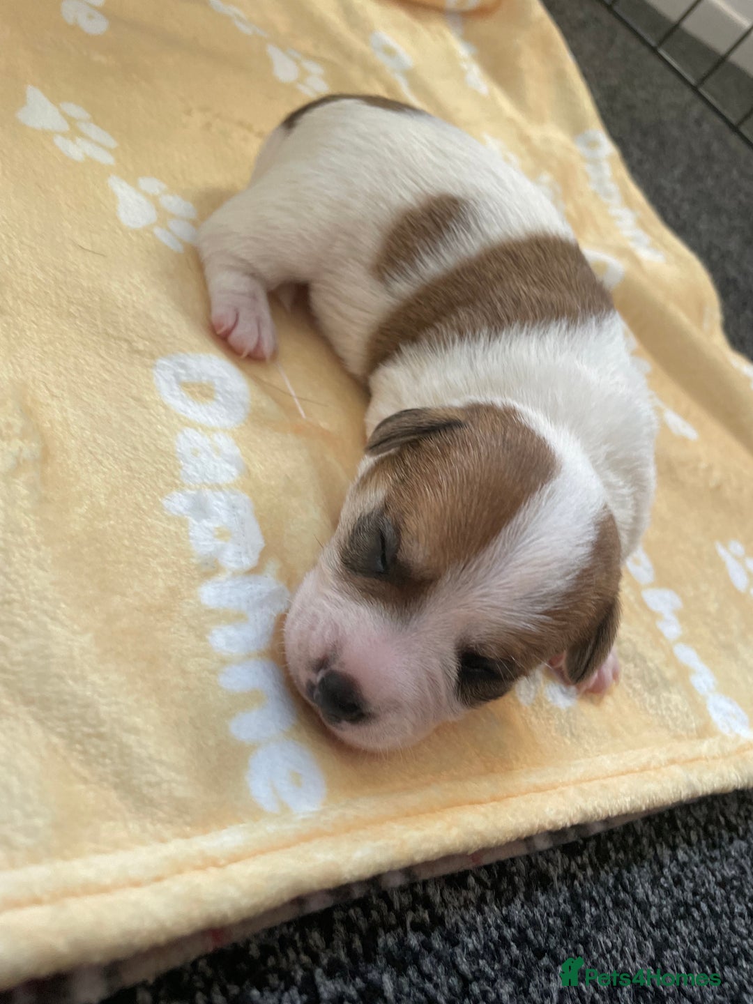 Mixed Breed dogs for sale: Jack chi puppies  - Image 5