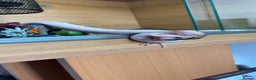 Python Snake reptiles for sale: Pastel pied het royal and viv - Advert 2