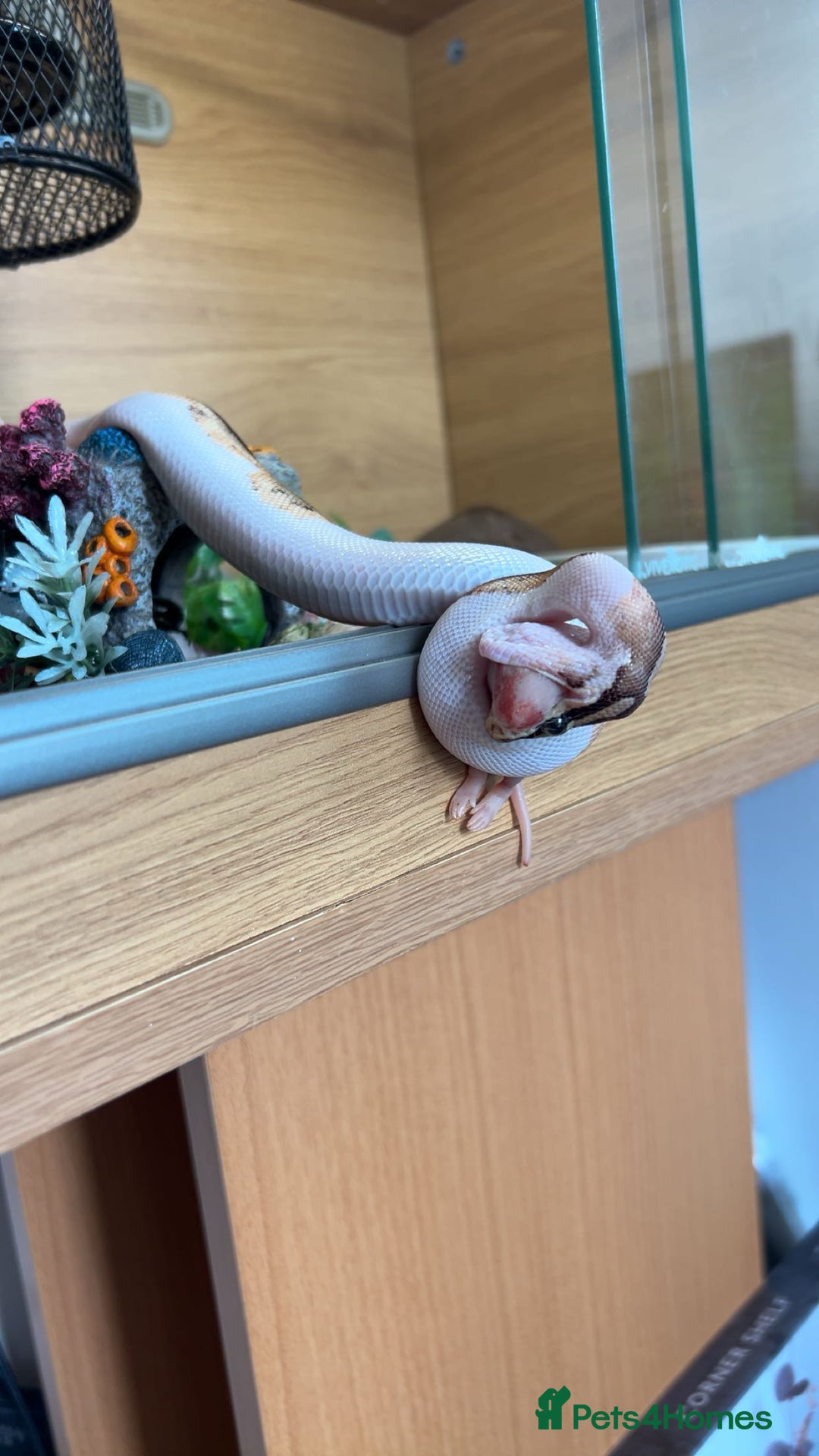 Python Snake reptiles for sale: Pastel pied het royal and viv - Advert 2