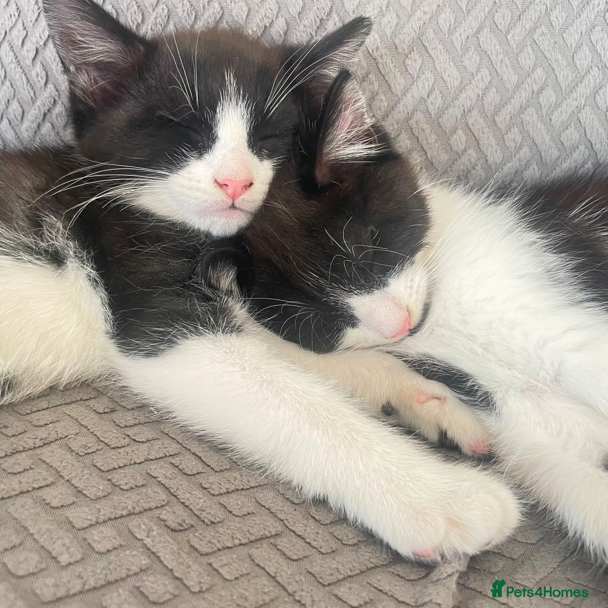 Mixed Breed cats 3 black and white kittens  - Advert 4