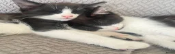 Mixed Breed cats for sale: 3 black and white kittens  in Peterborough - Advert 1