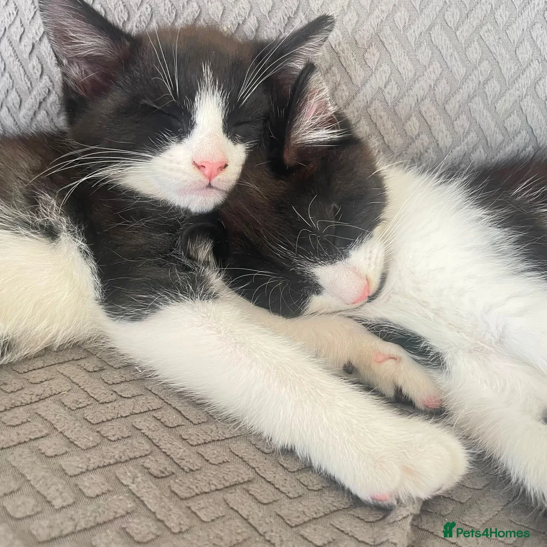 Mixed Breed cats for sale: 3 black and white kittens  in Peterborough - Advert 1