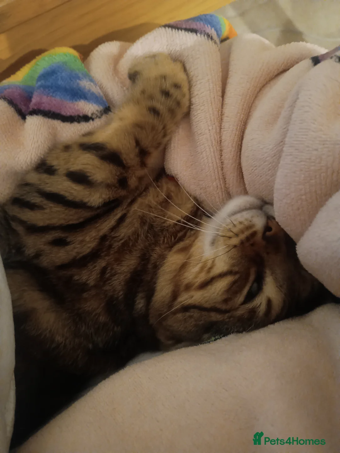 Bengal cats for sale: Bengal boy (2 yrs) for sale - Advert 2