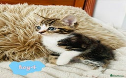 Mixed Breed cats for sale: Beautiful Kittens For Sale  - Image 1