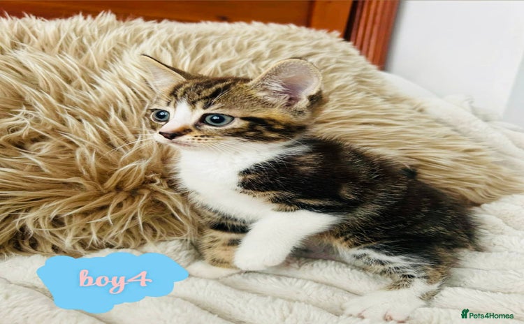 Mixed Breed cats - Advert 3