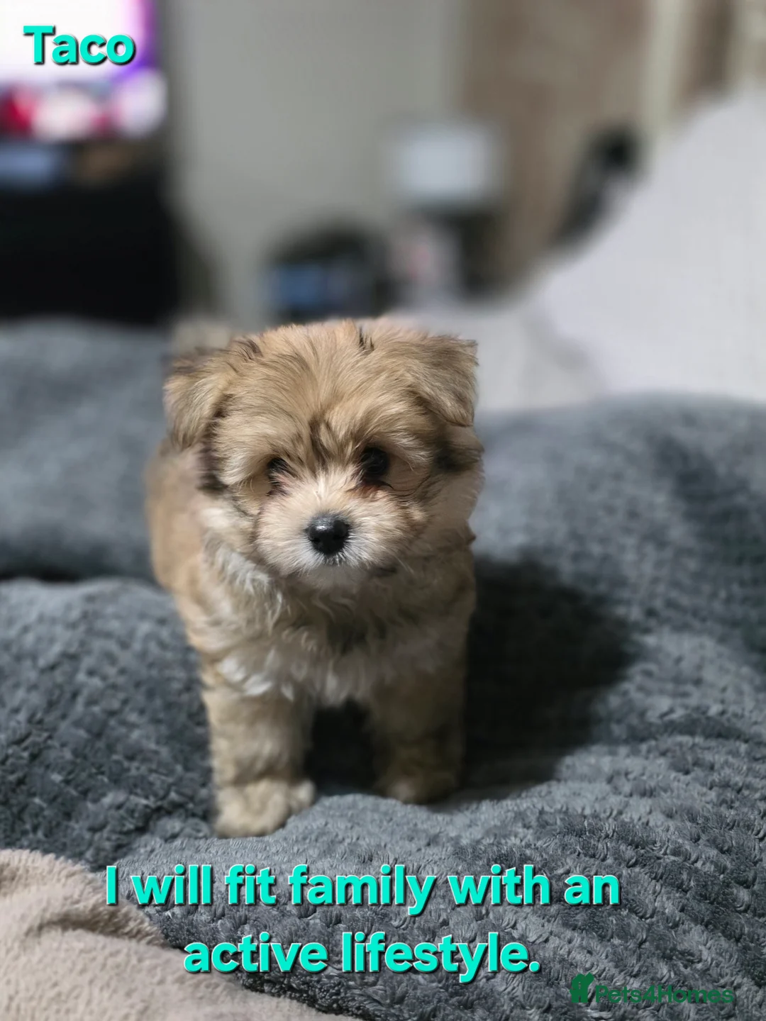 Mixed Breed dogs for sale: Taco and Sushi, super fluffy boys. - Advert 7