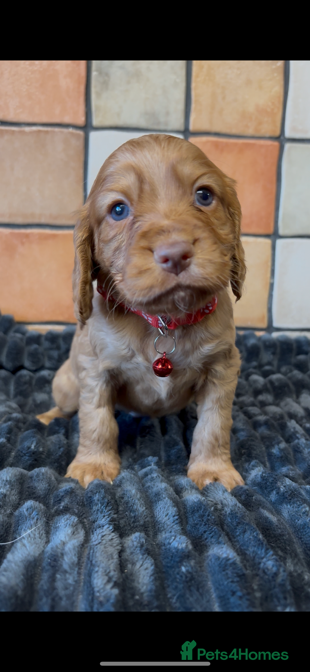 Cocker Spaniel dogs for sale: Golden Cocker spaniel puppies working bred  - Advert 25