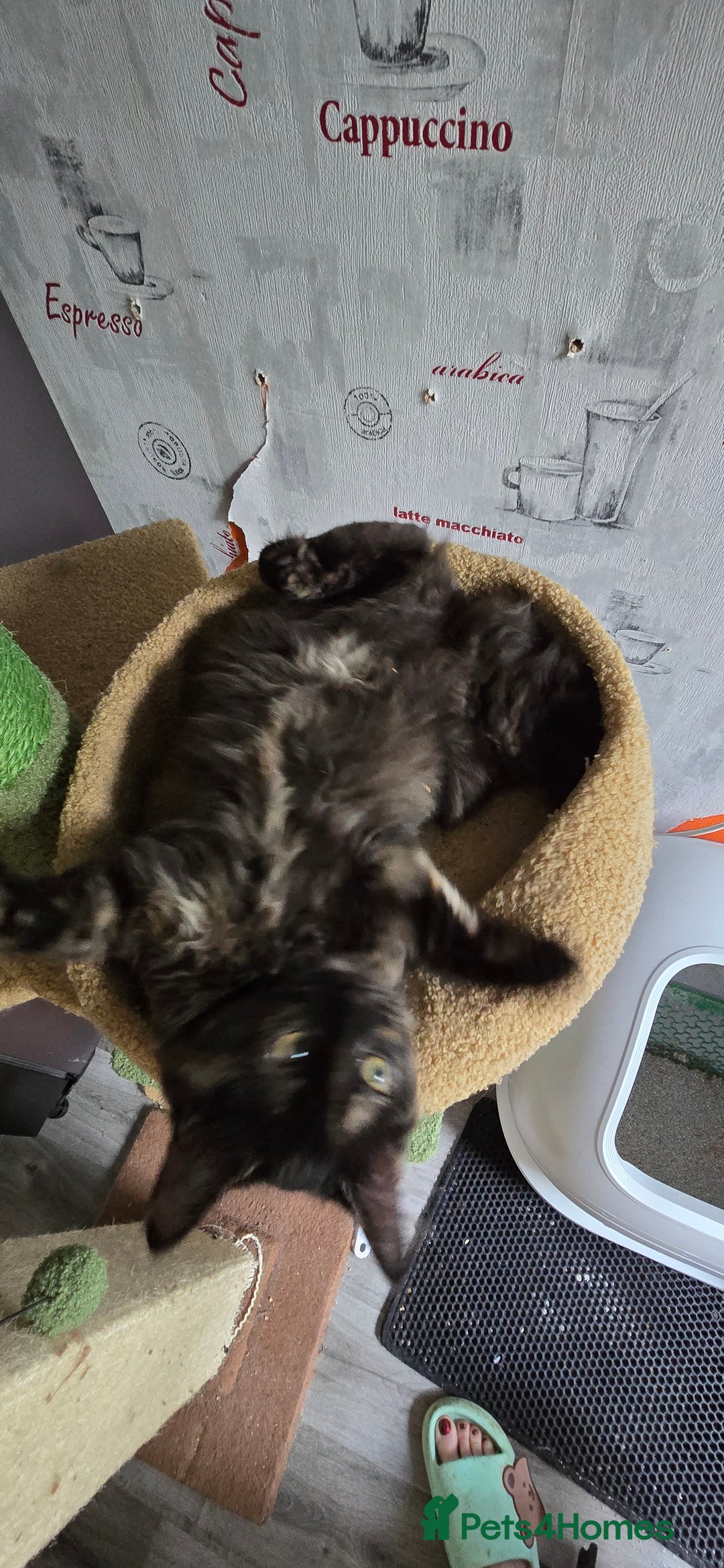 Maine Coon cats for sale: Amazing tortie Mainecoons - Image 15