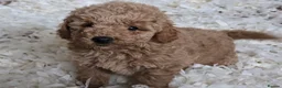 Miniature Poodle dogs for sale: Fox Red miniature poodle puppies  - Advert 2