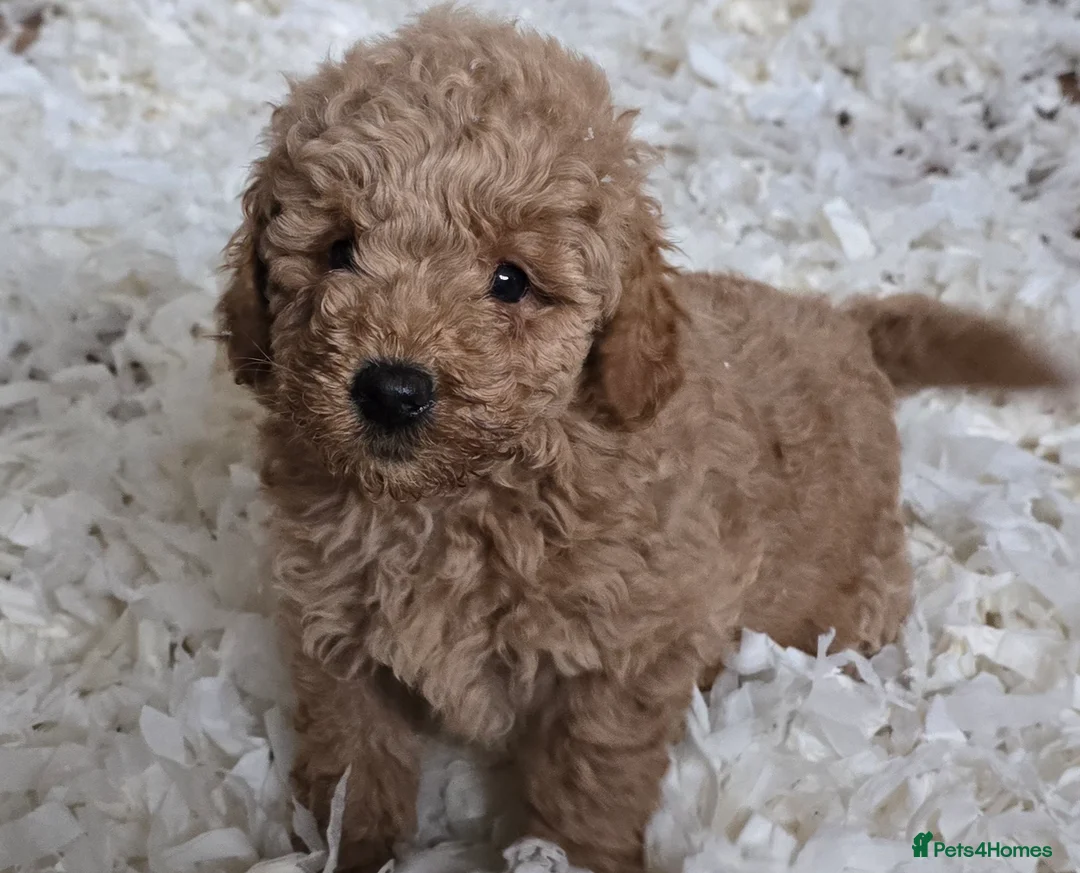 Miniature Poodle dogs for sale: Fox Red miniature poodle puppies  - Advert 2