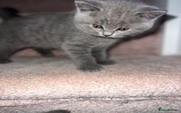 British Shorthair cats for sale: British shorthair male  - Image 2