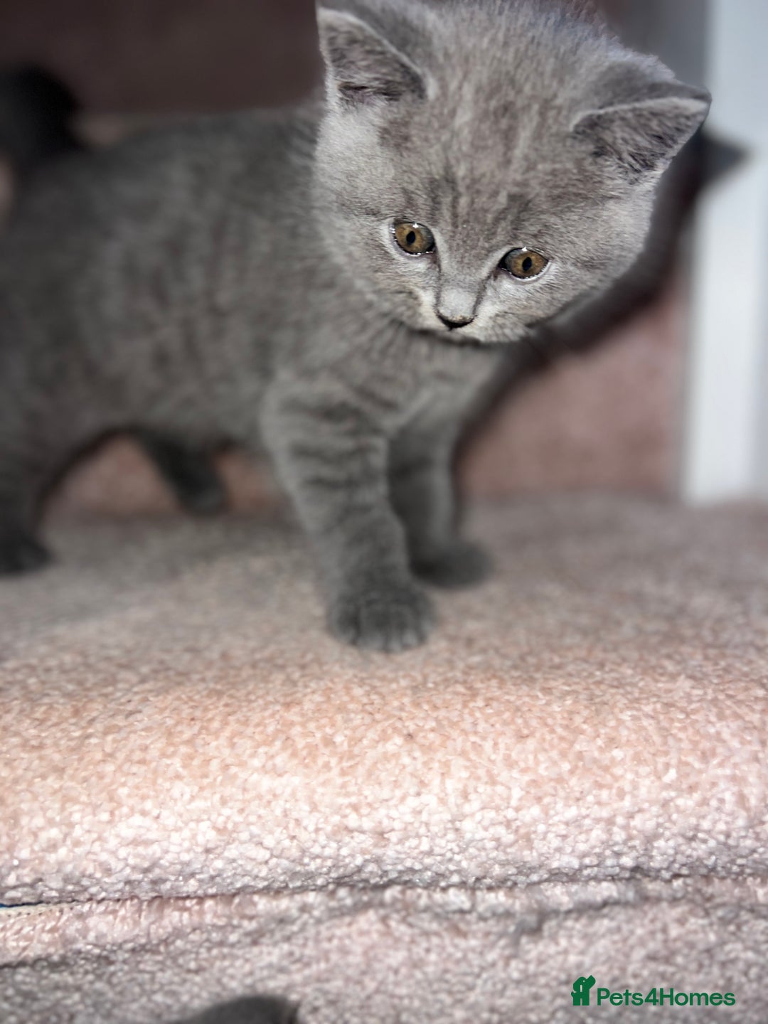 British Shorthair cats for sale: British shorthair male  - Image 2