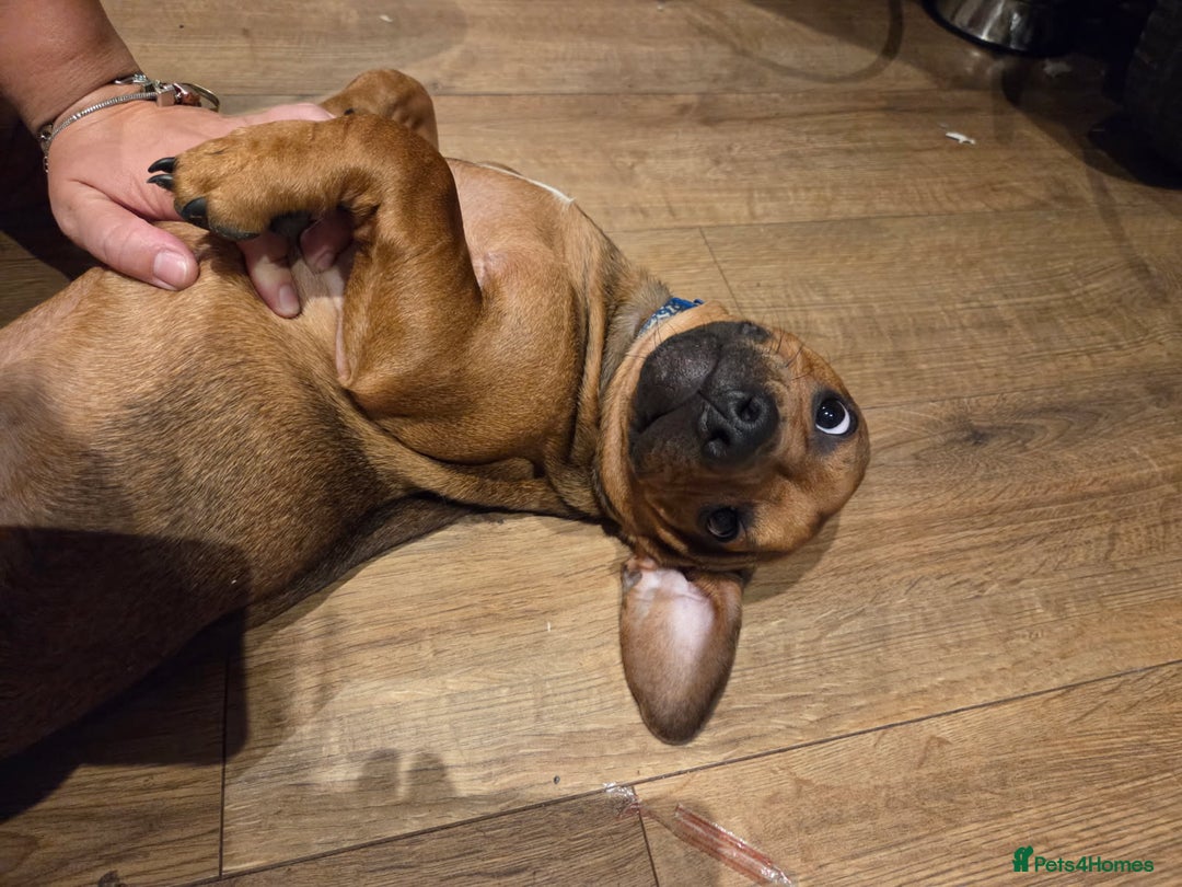 Mixed Breed dogs for sale: Charlie  - Image 4