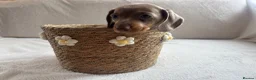 Miniature Dachshund dogs for sale: Miniature dachshund  - Advert 24