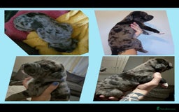 Mixed Breed dogs for sale: American Bulldog x Doberman Puppies - Image 2
