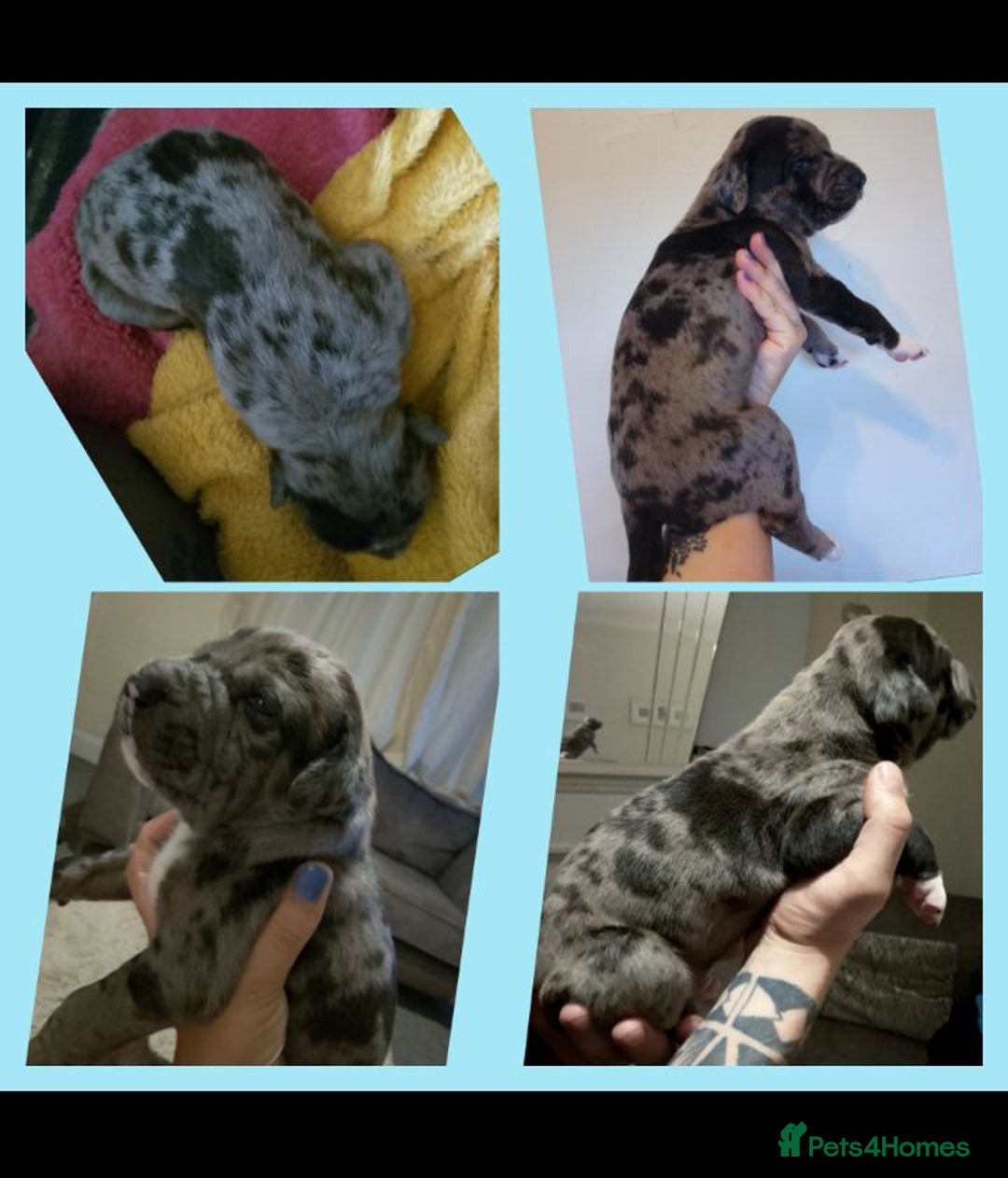 Mixed Breed dogs for sale: American Bulldog x Doberman Puppies - Image 2