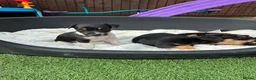 Jack Russell dogs for sale: Jack Russell puppies in Sandy - Advert 5