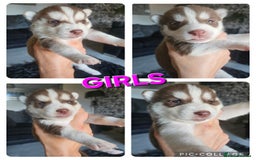 Siberian Husky dogs for sale: Gorgeous Litter of Husky Puppies - Image 1